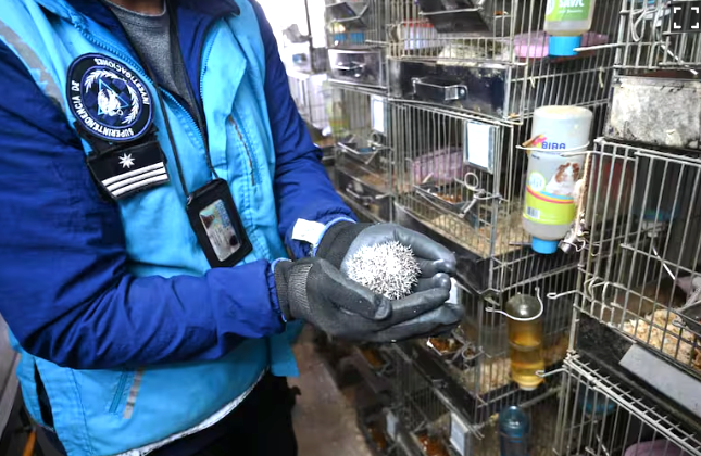 Clausuran criadero clandestino de erizos africanos en&nbsp;Balvanera