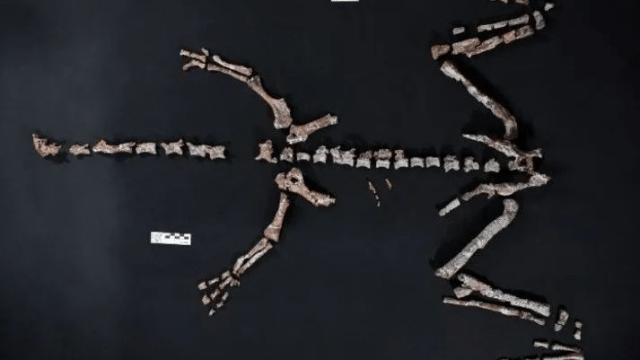 Descubren en La Rioja una nueva especie de&nbsp;dinosaurio